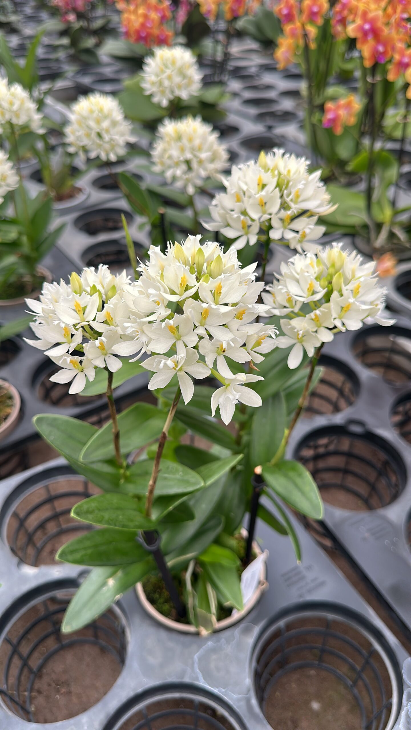Epidendrum radicans 'white'