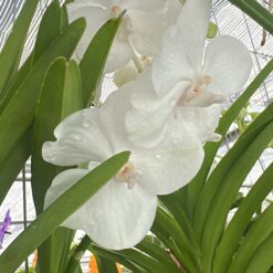 Vanda White Diamond
