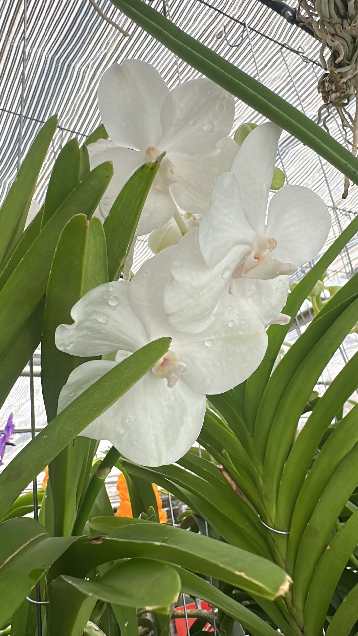 Vanda White Diamond