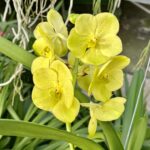 Vanda Geel