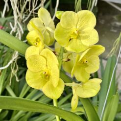 Vanda Geel