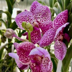 Vanda Pink Spot