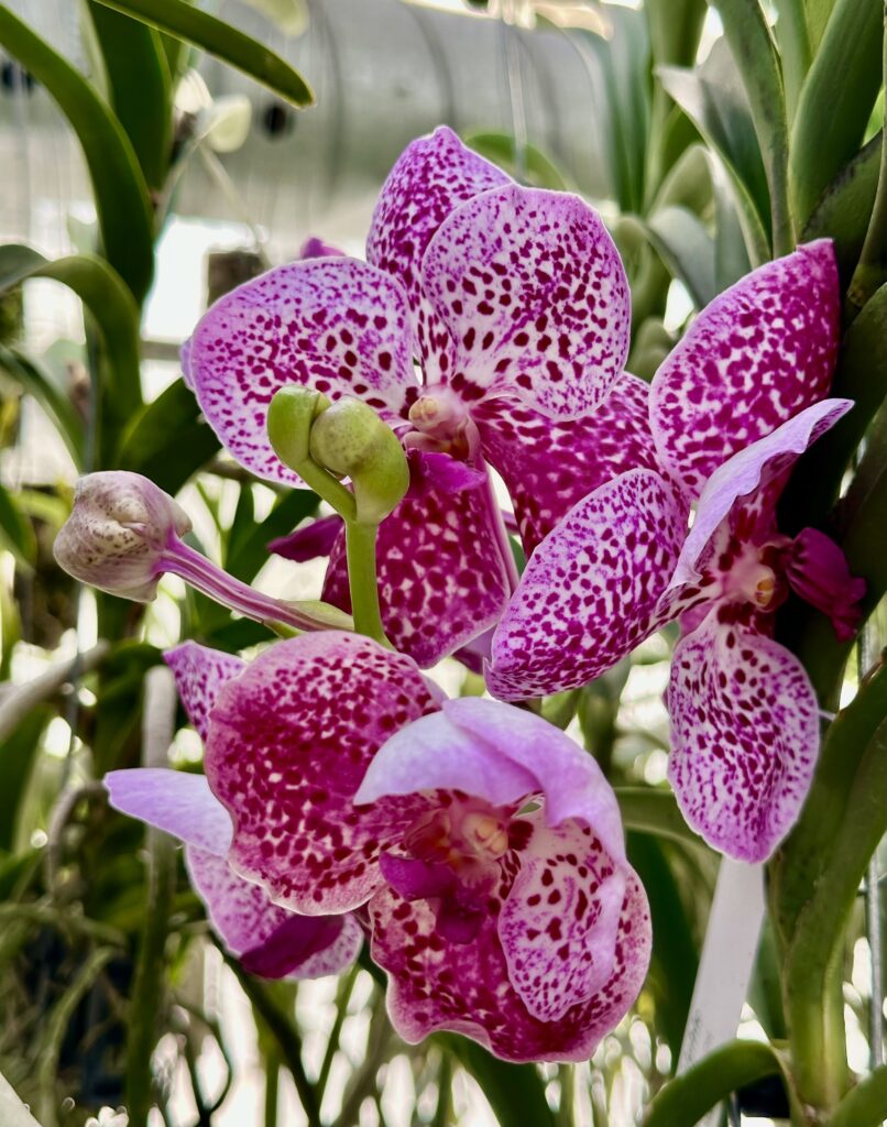 Vanda Pink Spot