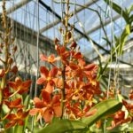 Renantanda New Orange