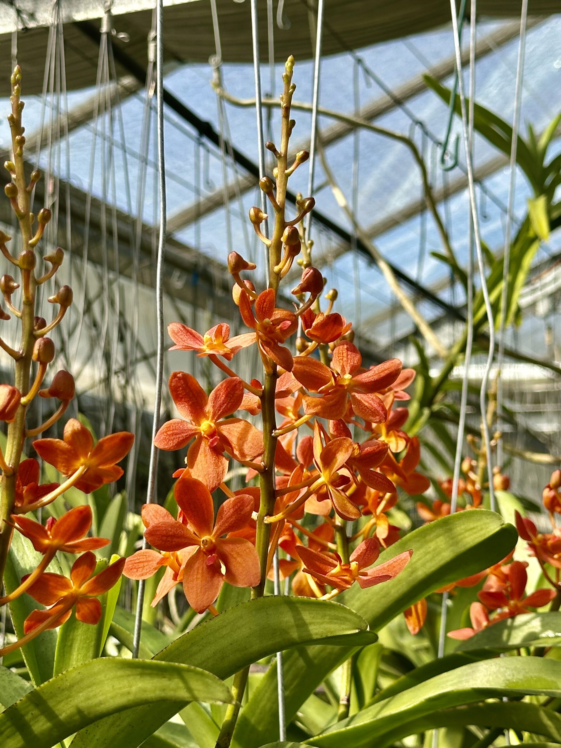 Renantanda New Orange