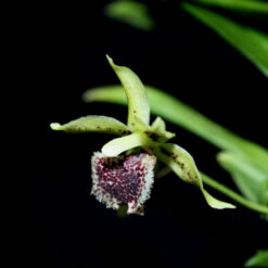 Kefersteinia
