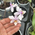 Phalaenopsis Wiganiae