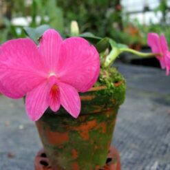 Sophronitis wittigiana