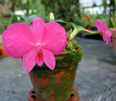 Sophronitis wittigiana