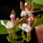 Aspasia epidendroides