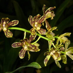 Grammatophyllum