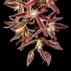 Macradenia