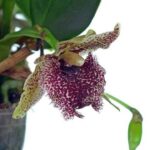 Kefersteinia tolimensis