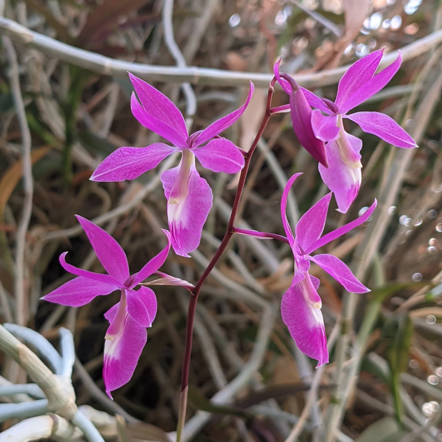 Barkeria scandens
