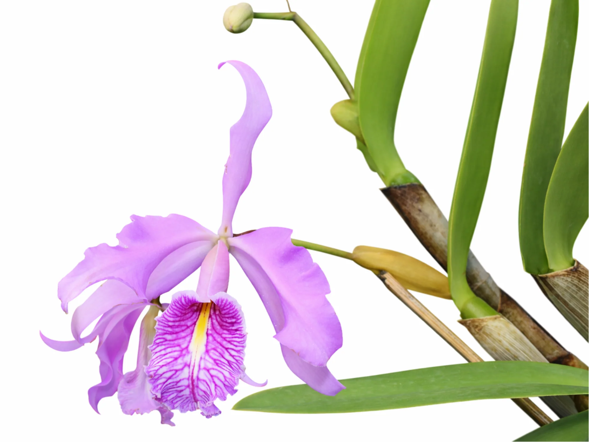 Cattleya maxima 'Ecua' (0147 × 0145)