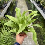 Asplenium antiquum 'Gioia'