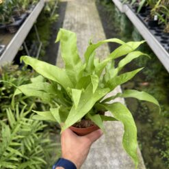 Asplenium antiquum 'Gioia'