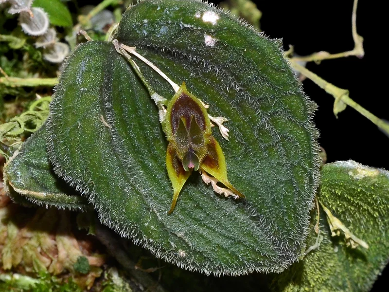 Lepanthes dodsonii