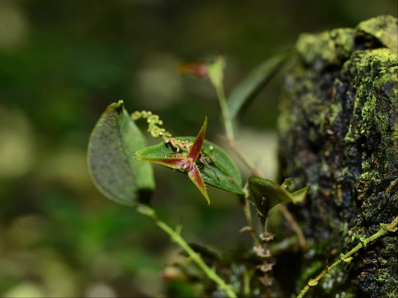 Lepanthes equus-frisiae
