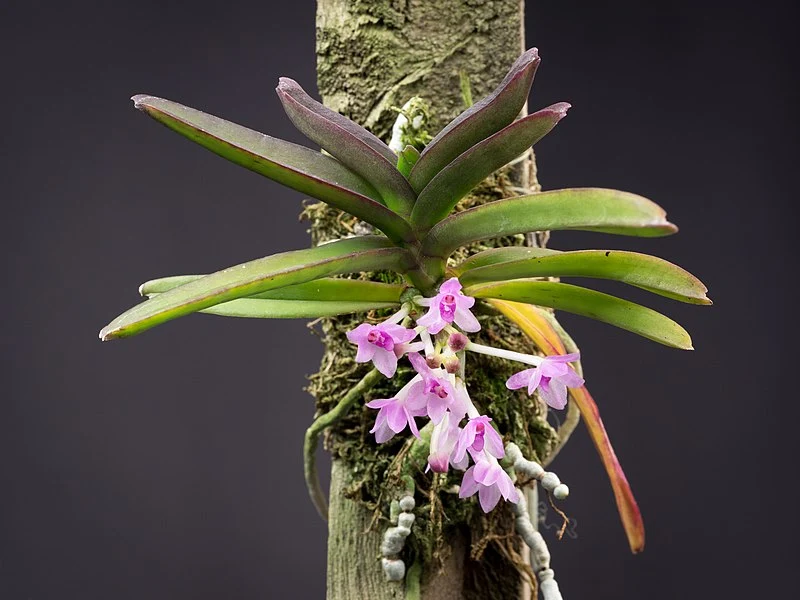 Vanda nana